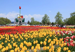 チューリップ四季彩館