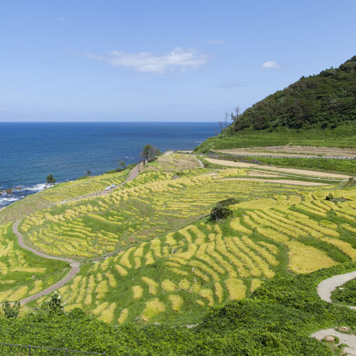 白米千枚田