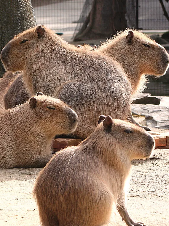 長崎バイオパーク