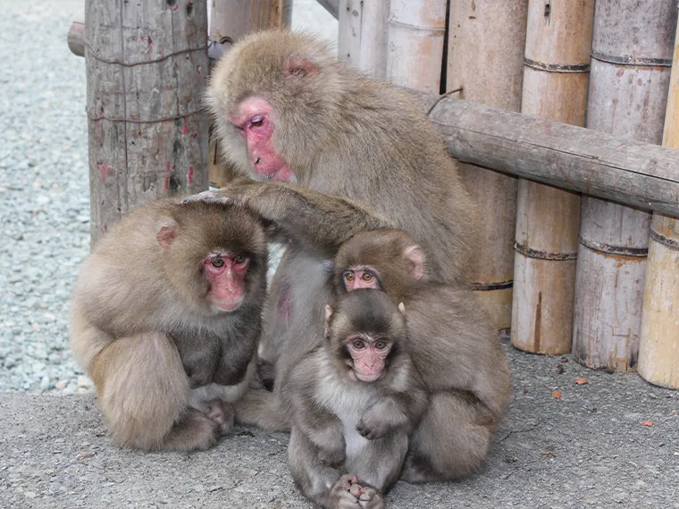 高崎山自然動物園