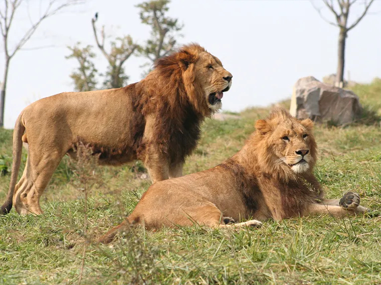 九州自然動物公園アフリカンサファリ