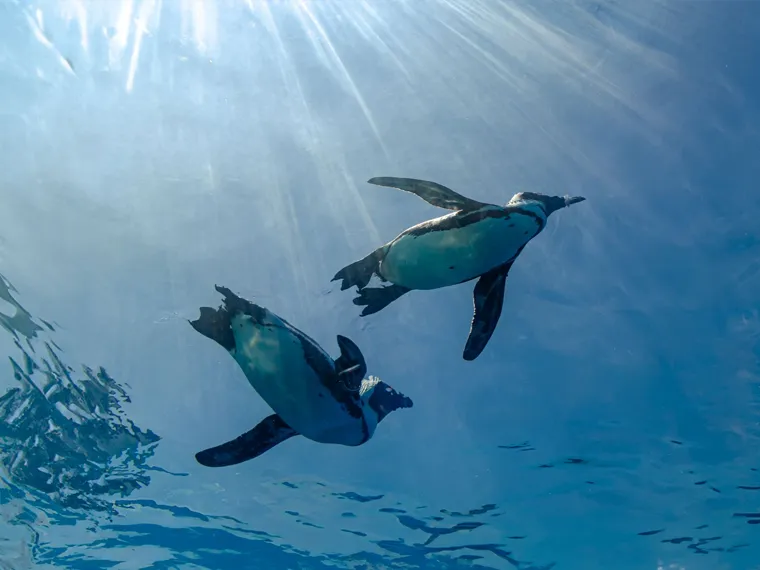 サンシャイン水族館