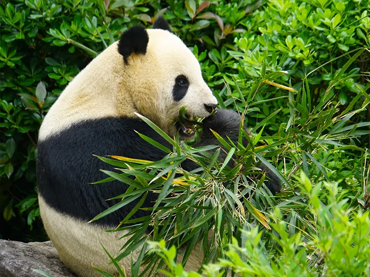 上野動物園